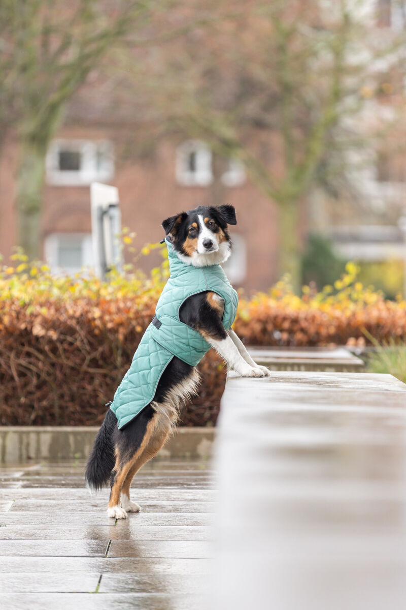 Hund mit grünem Mantel steht auf nassem Gehweg und blickt in die Kamera.