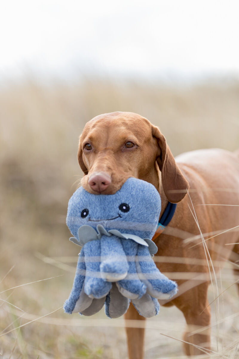 Ein brauner Hund trägt ein blaues, lächelndes Spielzeug im Mund auf einem Feld.