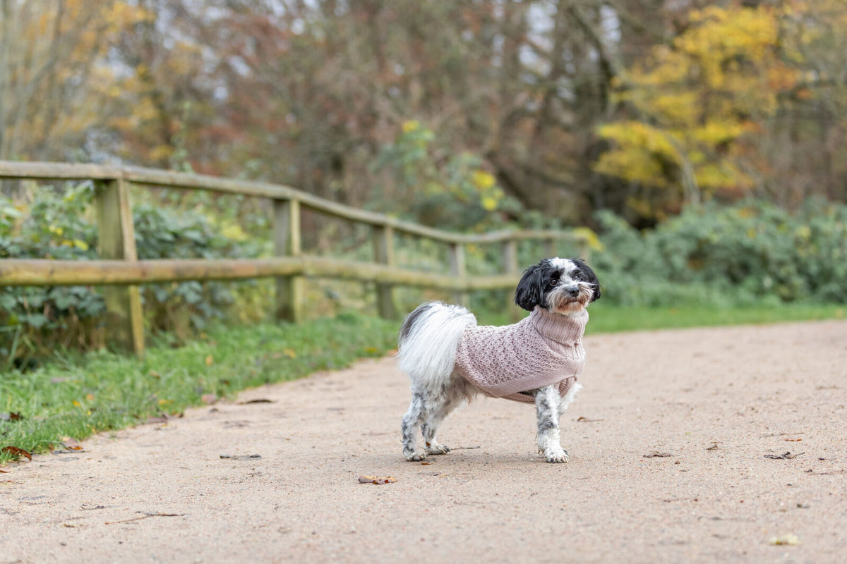 Kleiner Hund mit gestricktem Pullover steht auf einem Waldweg neben einem Holzzaun.