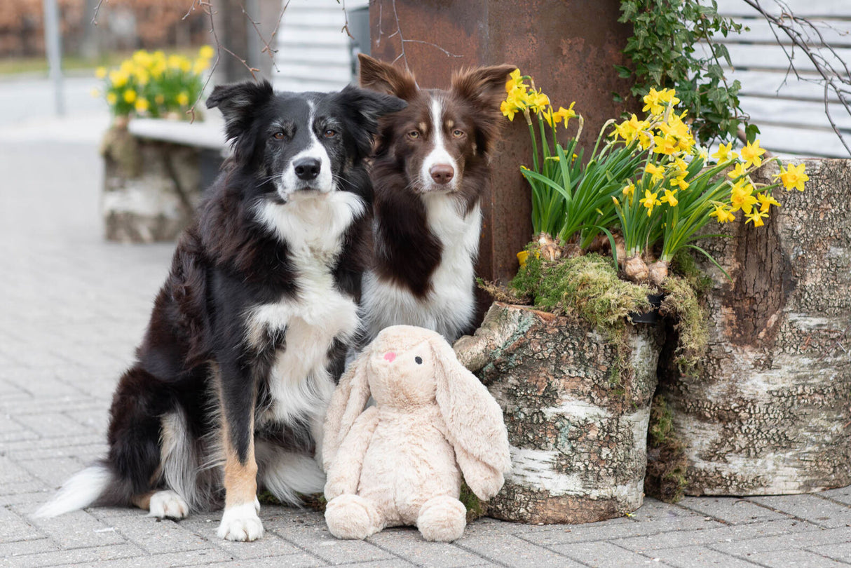 Zwei Hunde sitzen vor gelben Narzissen und einem Plüschhasen auf dem Boden.