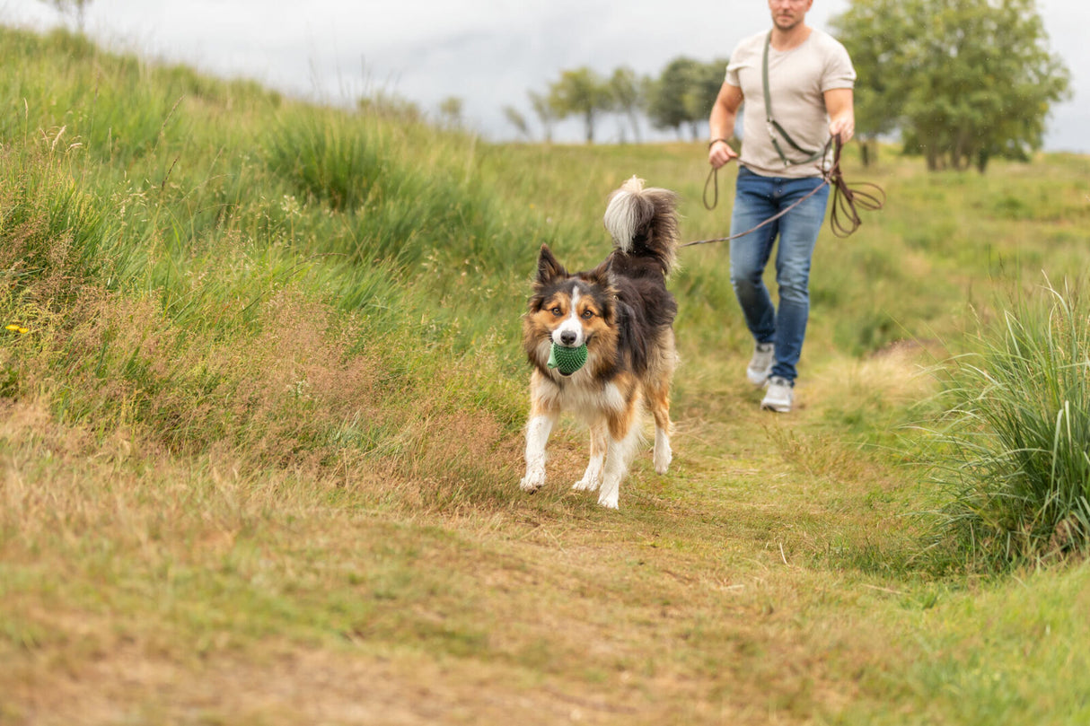 Ein Hund mit Fell in verschiedenen Farben trägt einen Ball im Maul, während er an der Leine läuft.