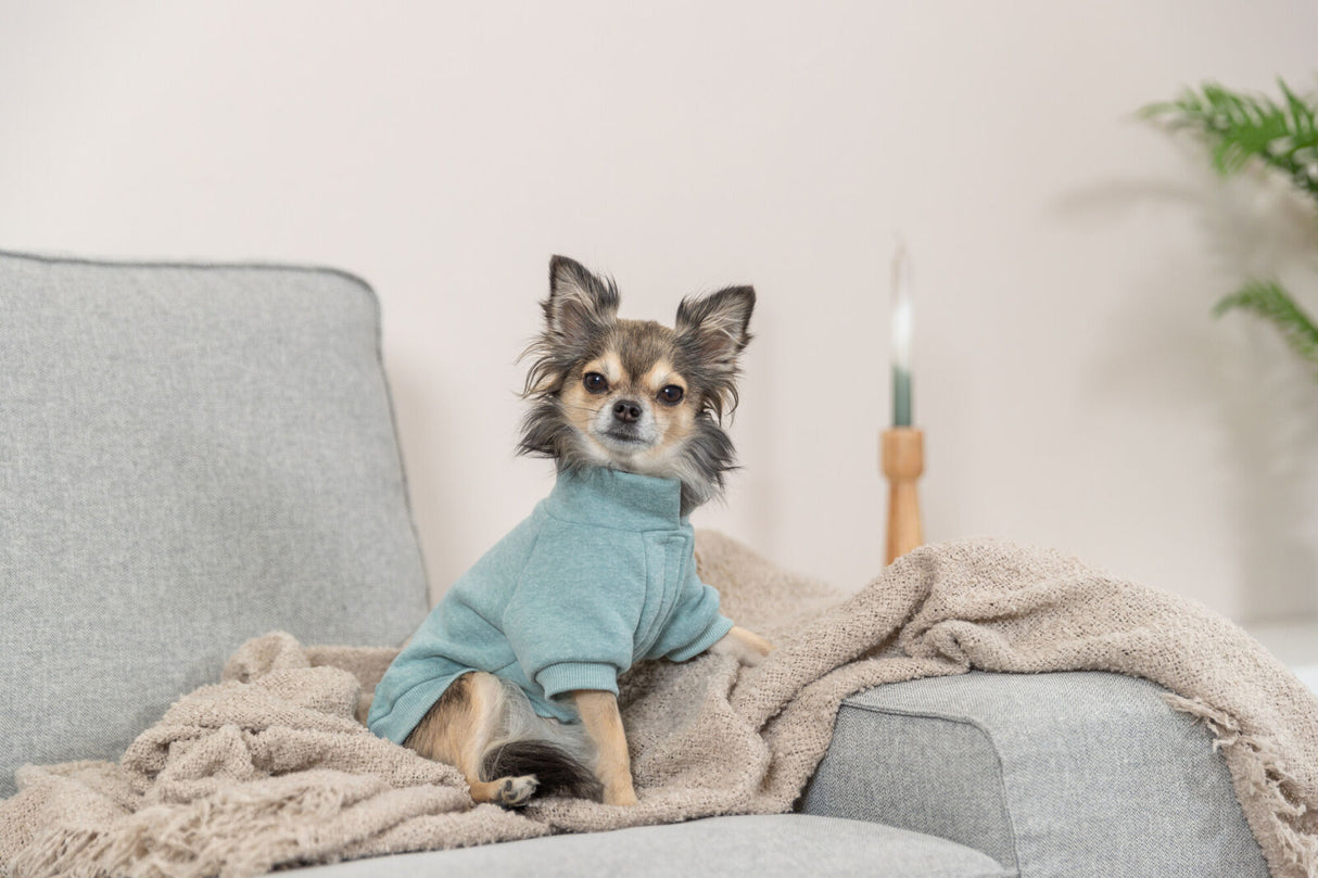 Kleiner Hund mit blauem Pullover sitzt auf grauem Sofa neben beiger Decke.