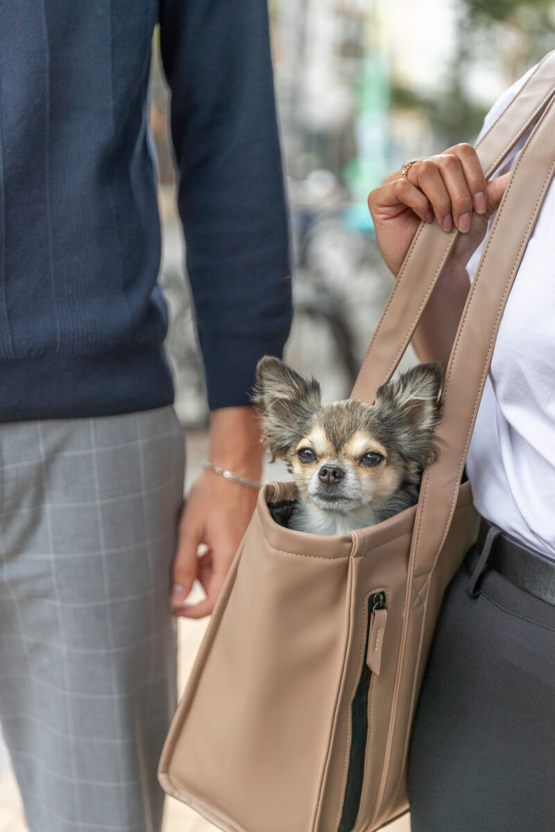 Kleiner Hund schaut aus einer beigefarbenen Tasche, die von einer Person getragen wird.