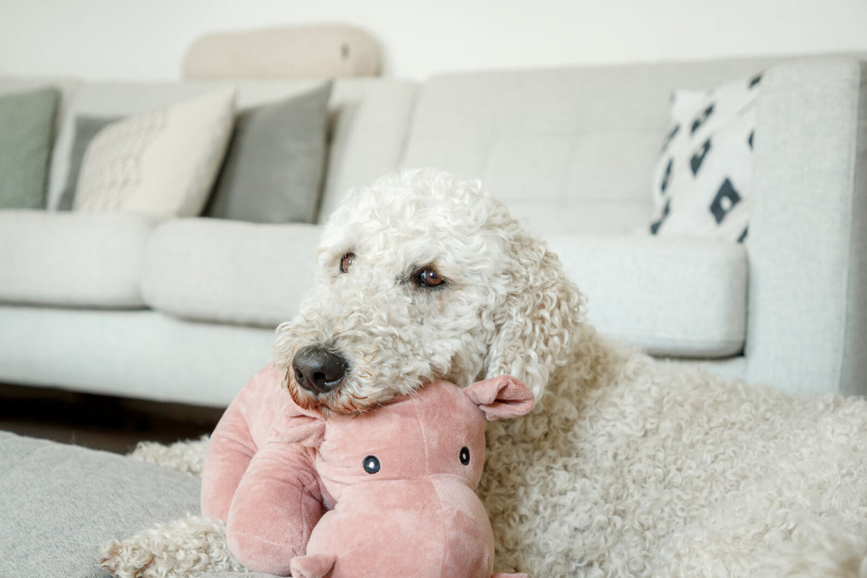 Ein weißer, lockiger Hund ruht auf einem pinken Plüschtier auf einer grauen Couch.