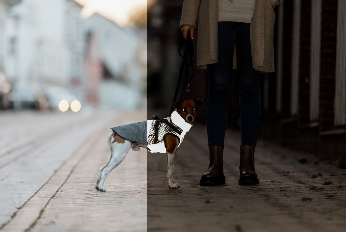 Hund mit reflektierender Jacke steht an der Leine neben einer Person auf einer Straße bei Nacht.