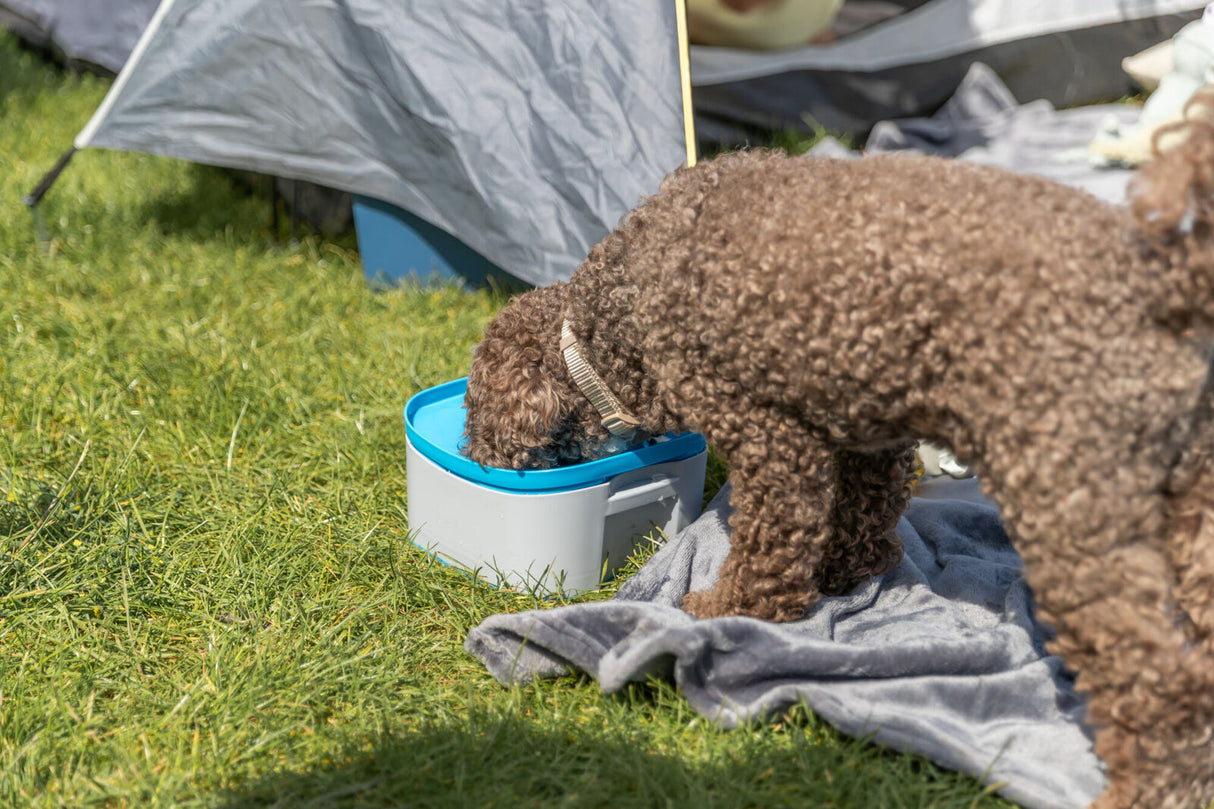 Lockiger Hund trinkt Wasser aus einem blauen Napf auf einer Wiese neben einem Zelt.