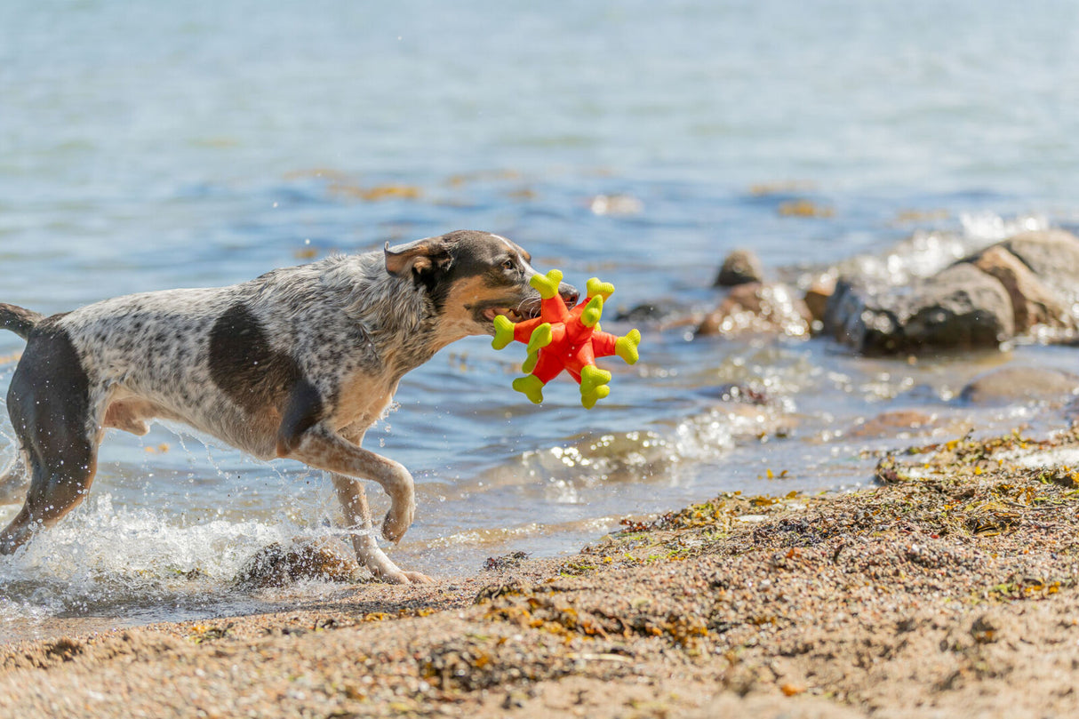Aqua Toy Seeigel