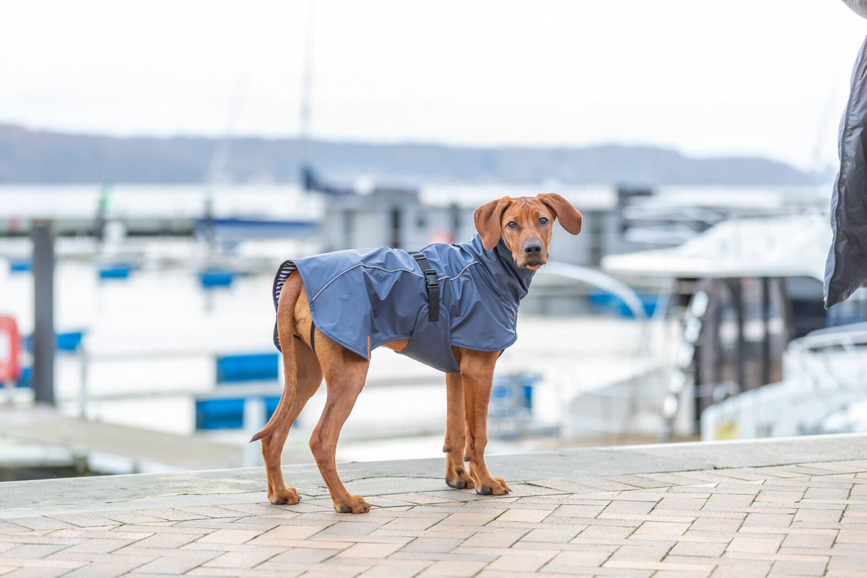 Hund mit blauem Mantel steht auf gepflastertem Boden vor einem Hafen.