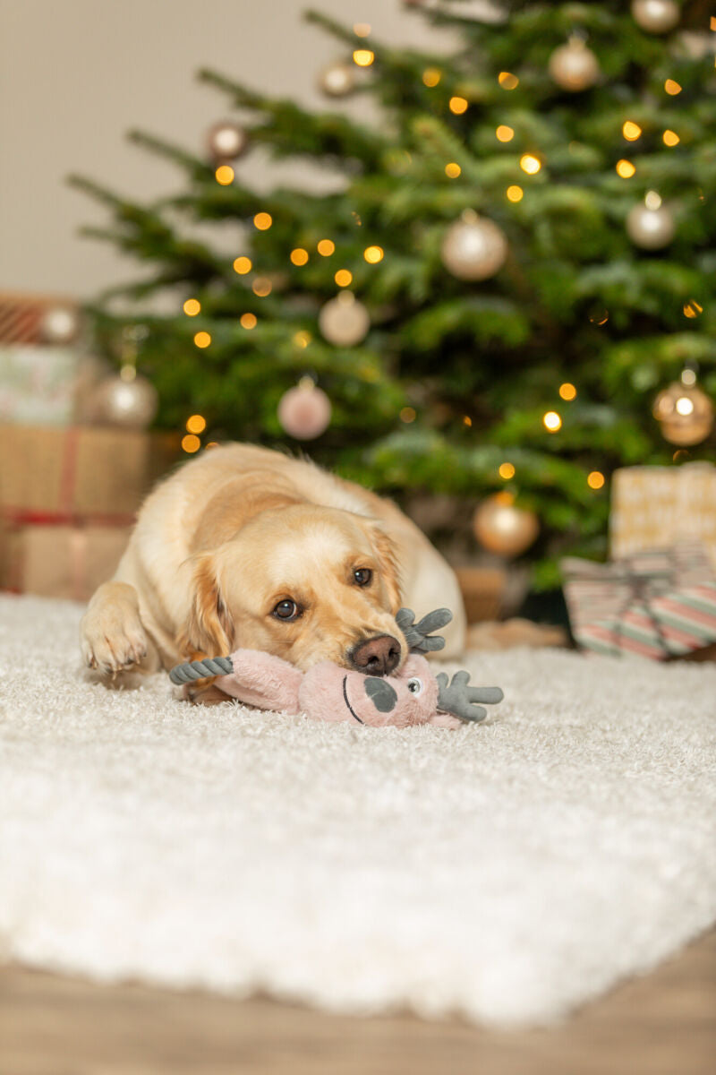 Ein Hund liegt auf einem Teppich und hält ein Plüschtier vor einem Weihnachtsbaum im Maul.