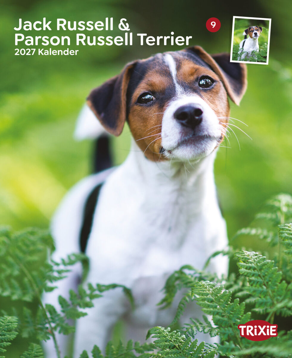 Jack Russell Terrier in Farnen mit Trixie-Logo und Kalendertext oben links.