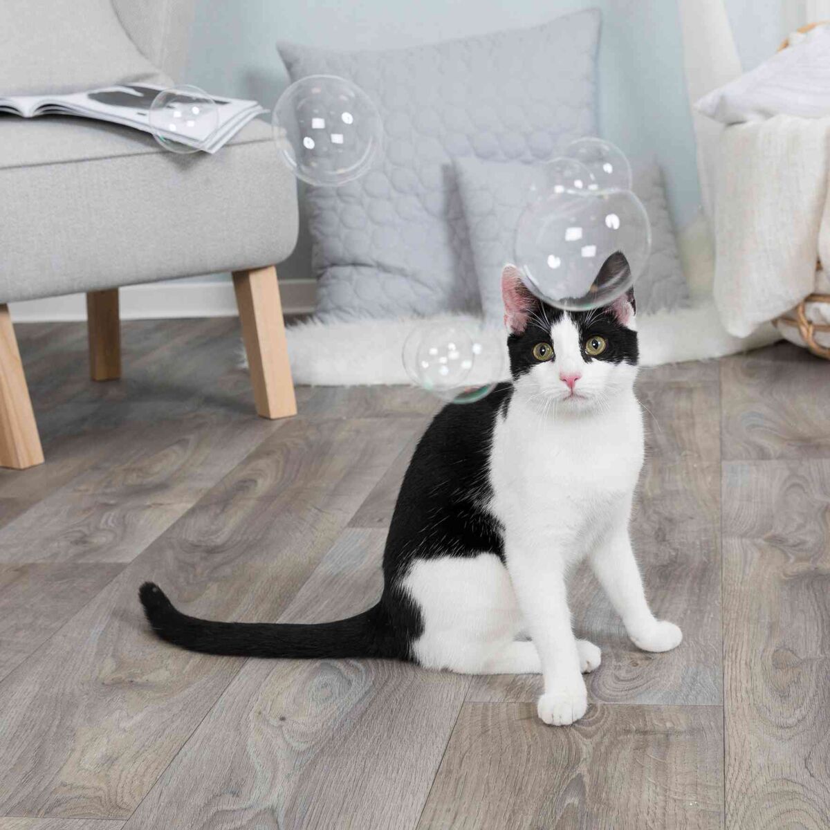 Eine schwarz-weiße Katze sitzt auf einem Holzboden und blickt auf schwebende Seifenblasen, Hintergrund mit grauem Stuhl.