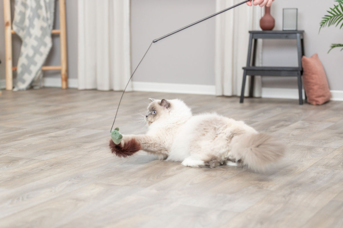 Eine flauschige Katze spielt mit einem grünen Spielzeug an einer Angel in einem hellen Raum mit Holzboden.