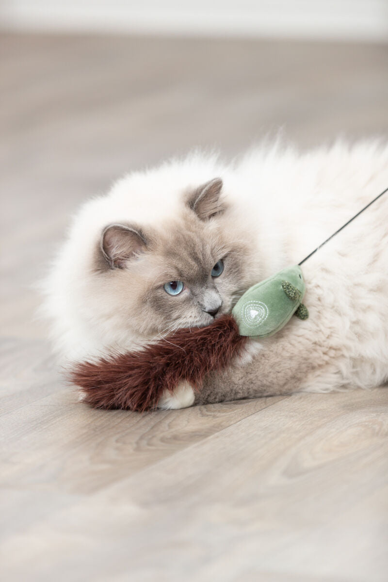 Eine flauschige, weiße Katze mit blauen Augen spielt auf einem Holzboden mit einem Spielzeug, das braun und grün ist.