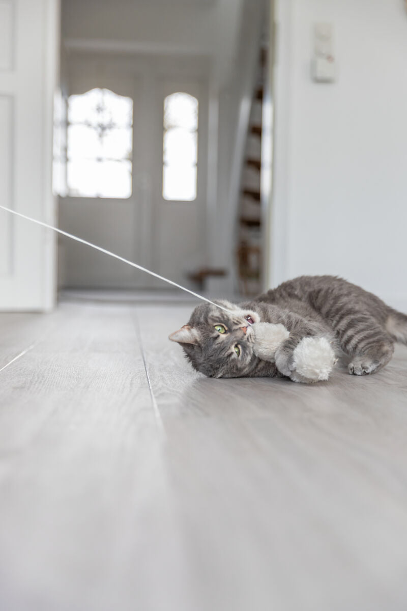 Graue Katze liegt auf hellem Holzboden und spielt mit einem weißen Spielzeug, Hintergrund unscharf.