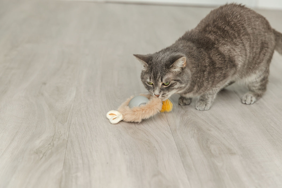 Elektrischer Katzenball Hase