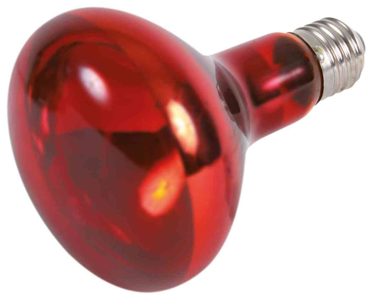 Rote Glühbirne mit silbernem Schraubsockel auf weißem Hintergrund, leicht reflektierende Oberfläche.