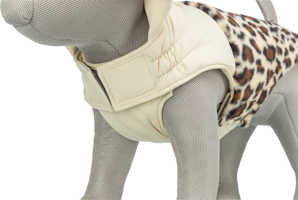 Ein graues Hundemodell trägt eine beige Hundejacke mit Leopardenmuster und Klettverschluss.