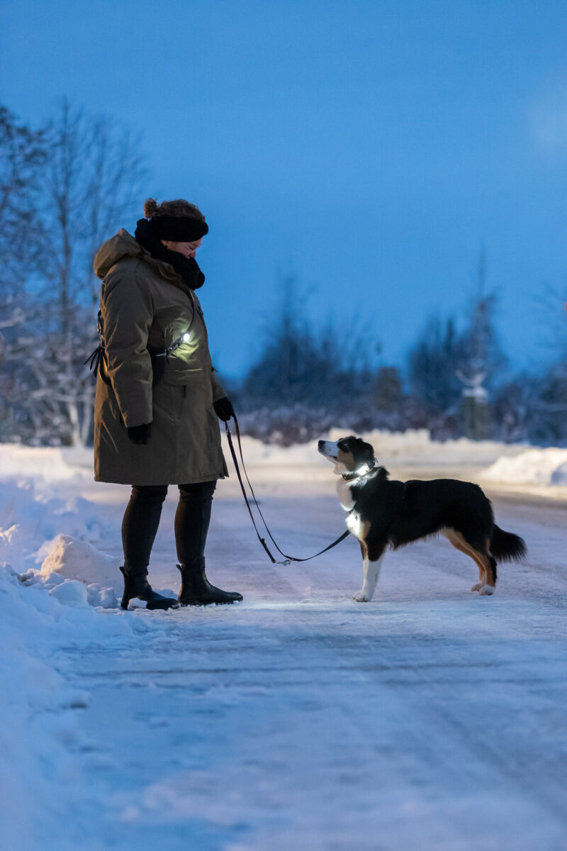 Eine Person in Winterkleidung führt bei Dämmerung einen Hund mit leuchtendem Halsband auf einer schneebedeckten Straße.