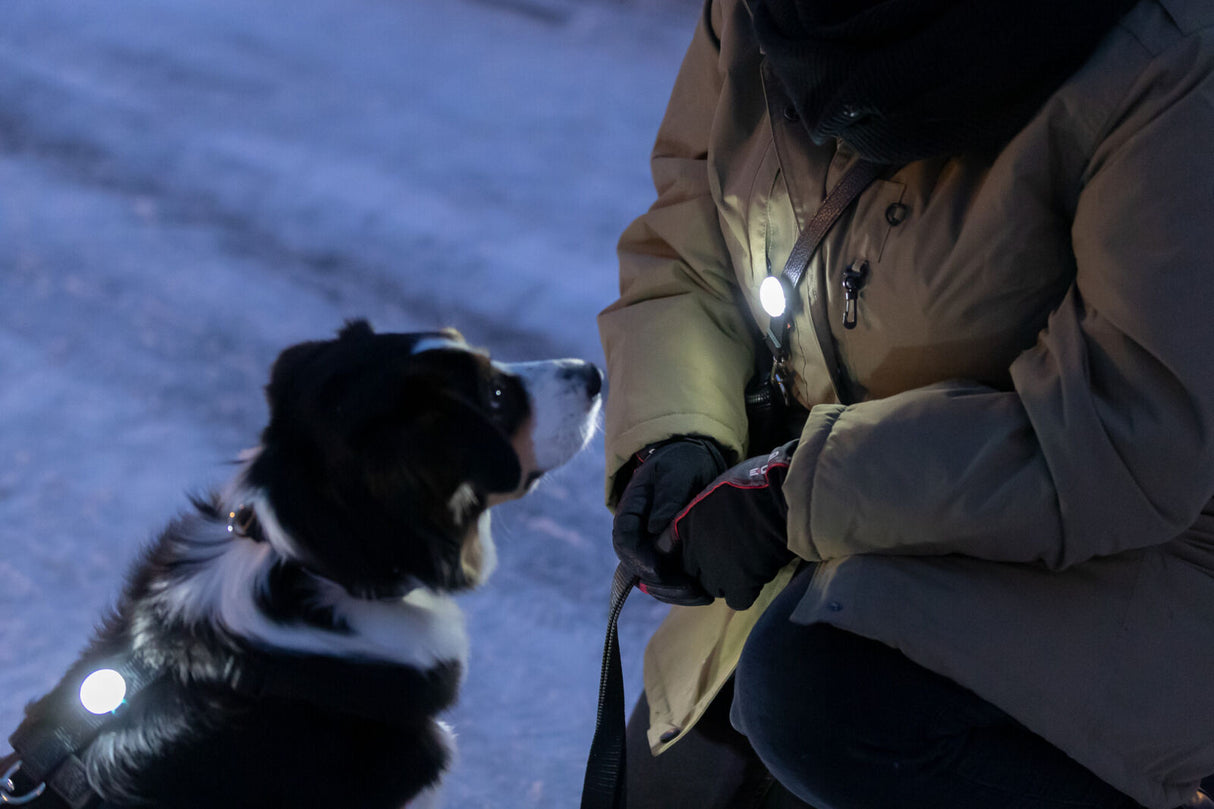 Person in brauner Jacke mit Leuchtschmuck hockt neben einem sitzenden Hund mit leuchtendem Geschirr.