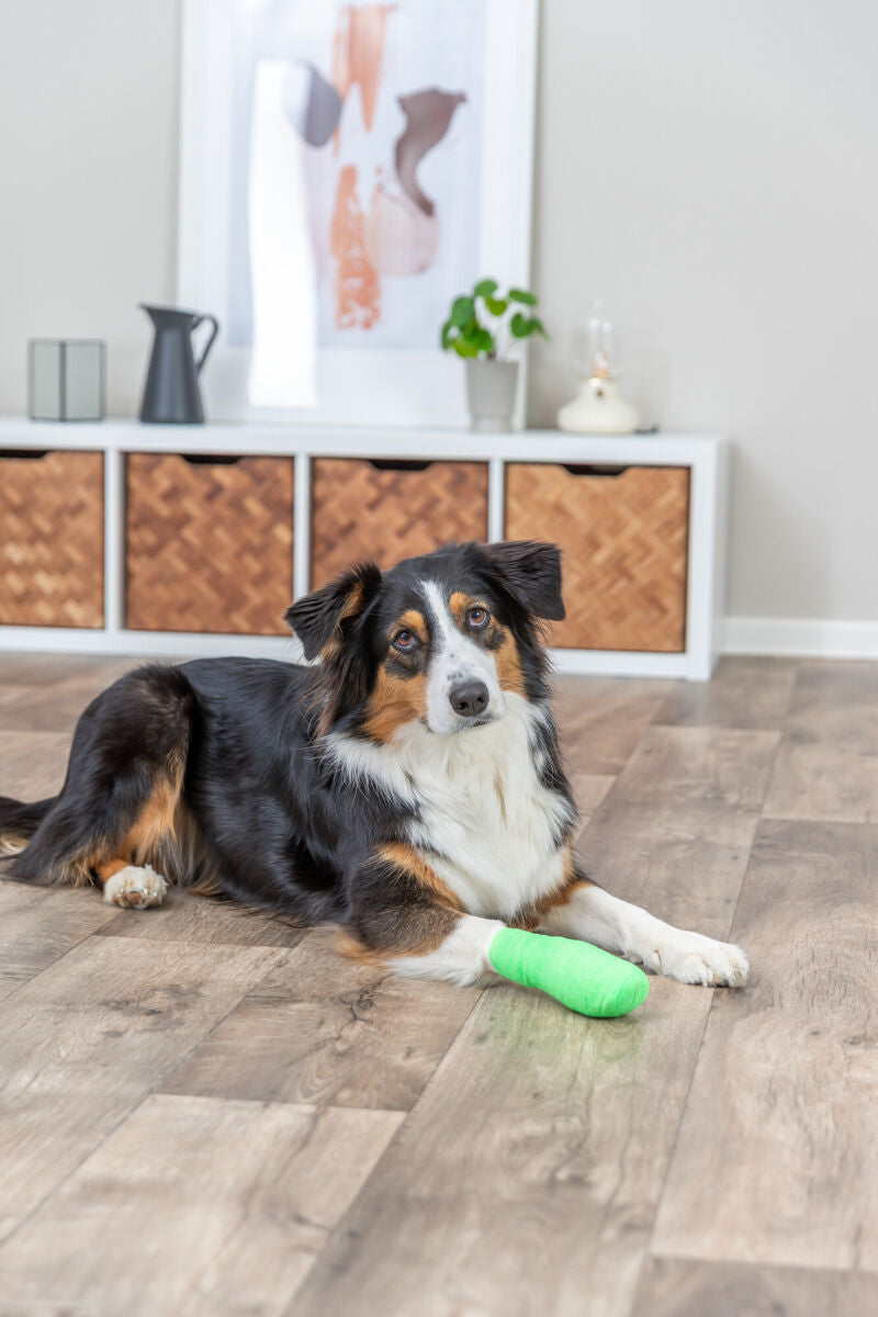 Hund mit grünem Verband am Bein liegt auf Holzboden vor einem Regal mit Körben und Pflanzen im Hintergrund.