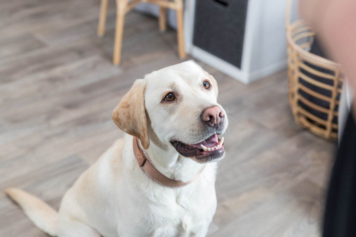 Ein sitzender, hellbeiger Hund mit braunem Halsband blickt nach oben und befindet sich in einem Raum mit Holzfußboden.