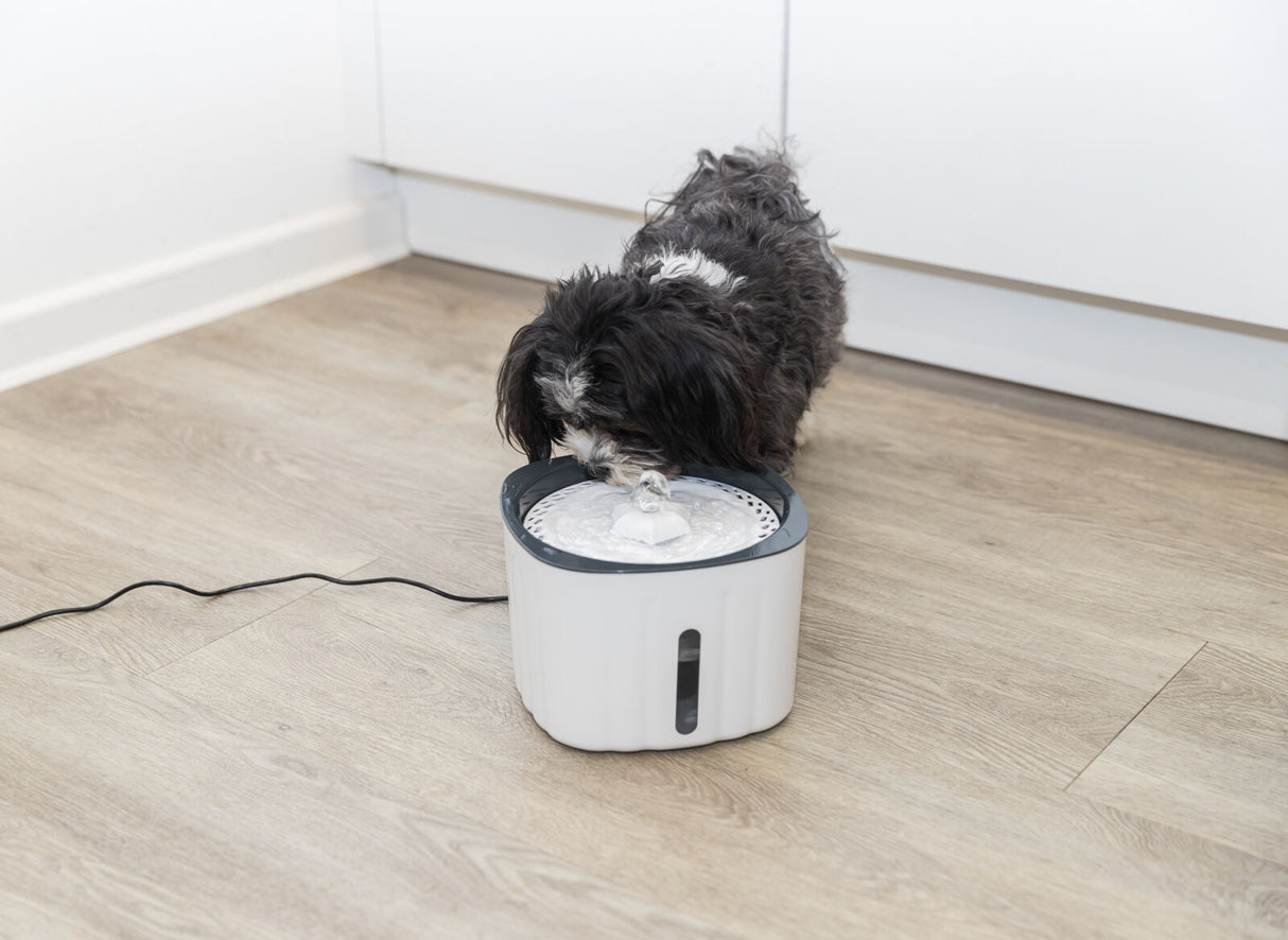 Ein kleiner, schwarz-weißer Hund trinkt aus einem weißen Trinkbrunnen auf einem hellen Holzboden.