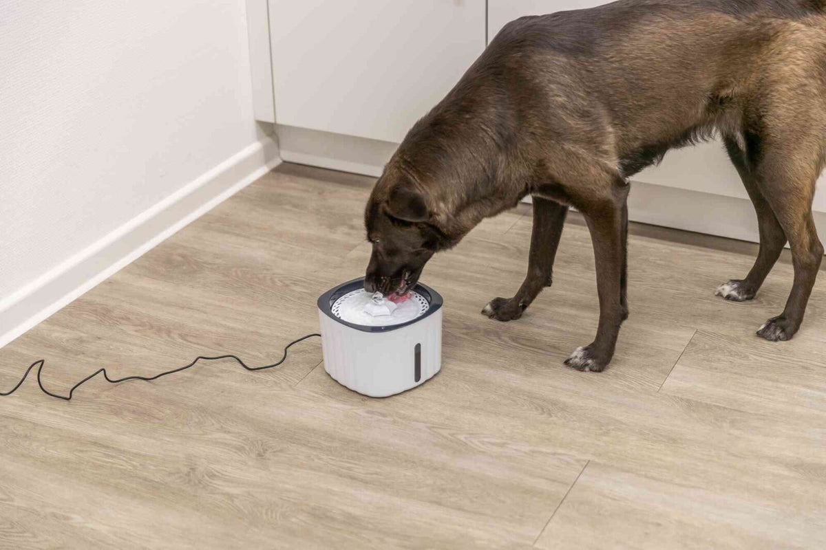 Hund trinkt Wasser aus einem weißen Trinkbrunnen auf einem Holzboden vor einem Schrank.
