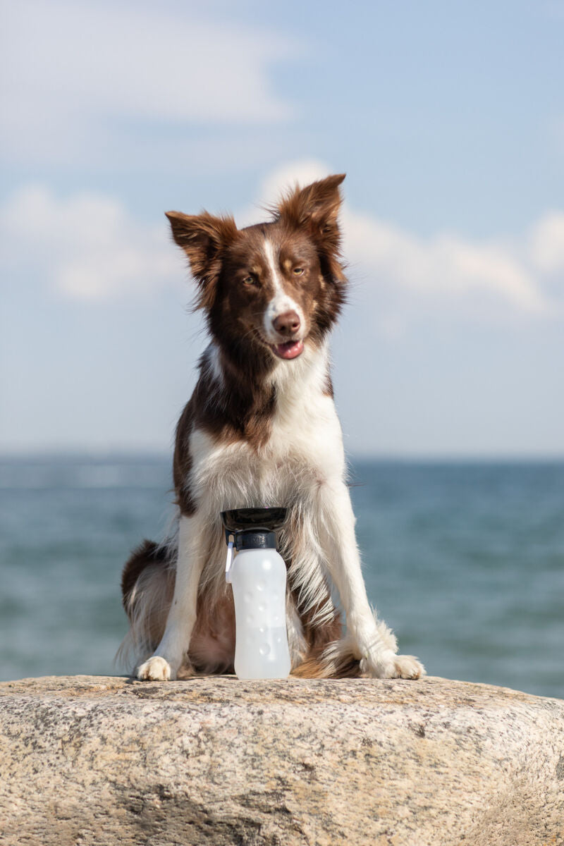 Hund sitzt auf einem Felsen vor einem Gewässer mit einer weißen Wasserflasche, Himmel im Hintergrund.
