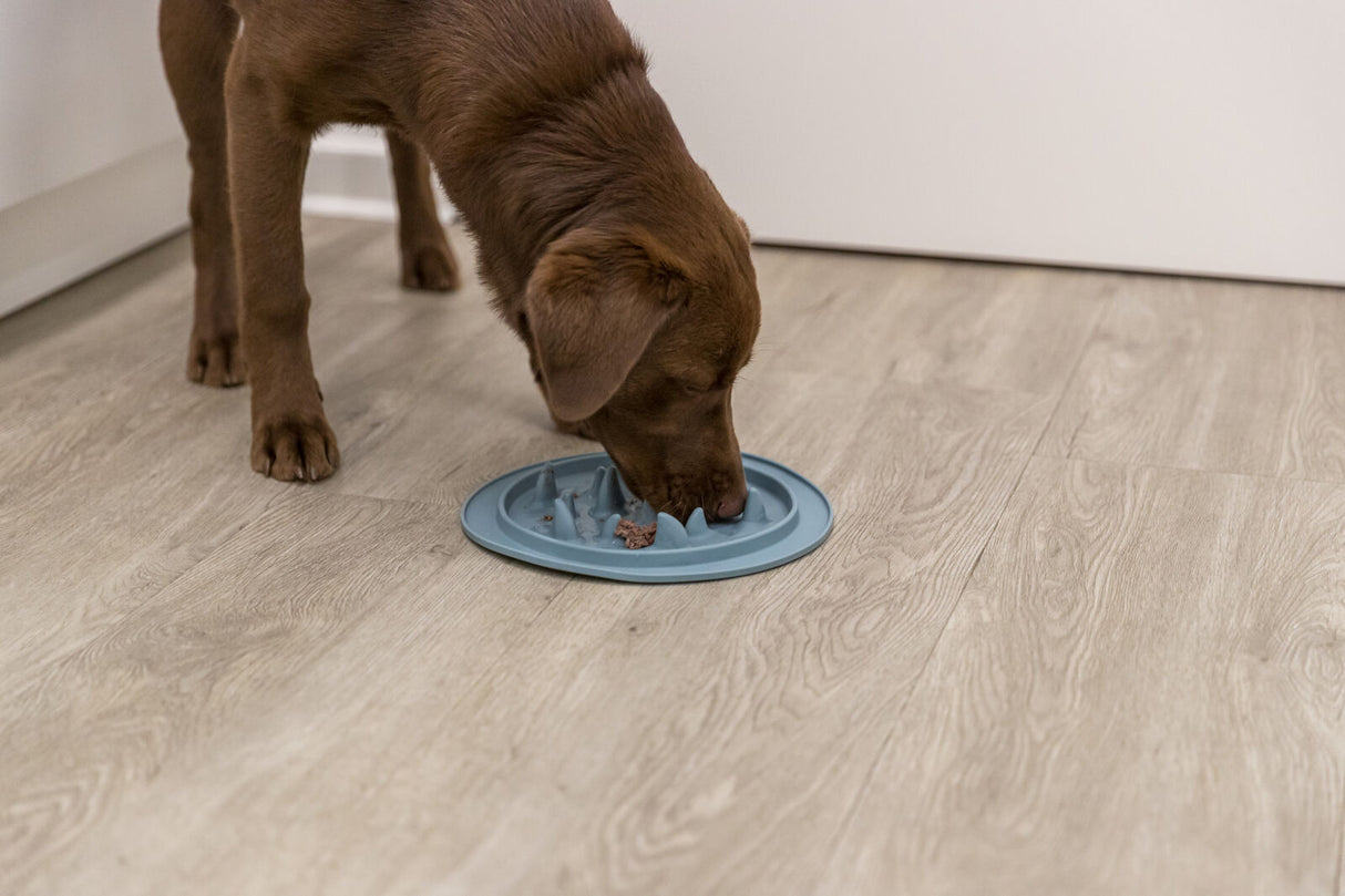 Ein brauner Hund frisst aus einem blauen Napf mit erhöhten Strukturen auf einem Holzboden.