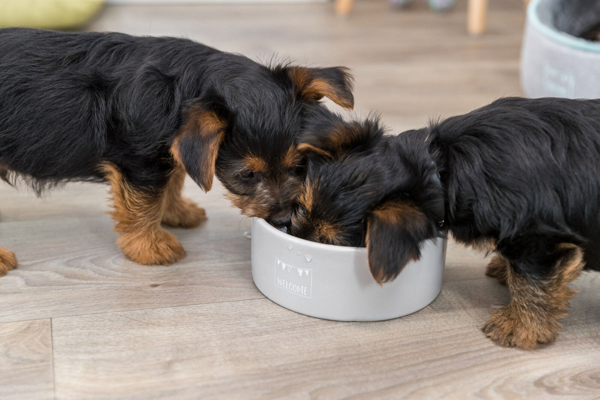 Zwei kleine Hunde mit schwarzem und braunem Fell fressen aus einem grauen Napf auf einem Holzboden.
