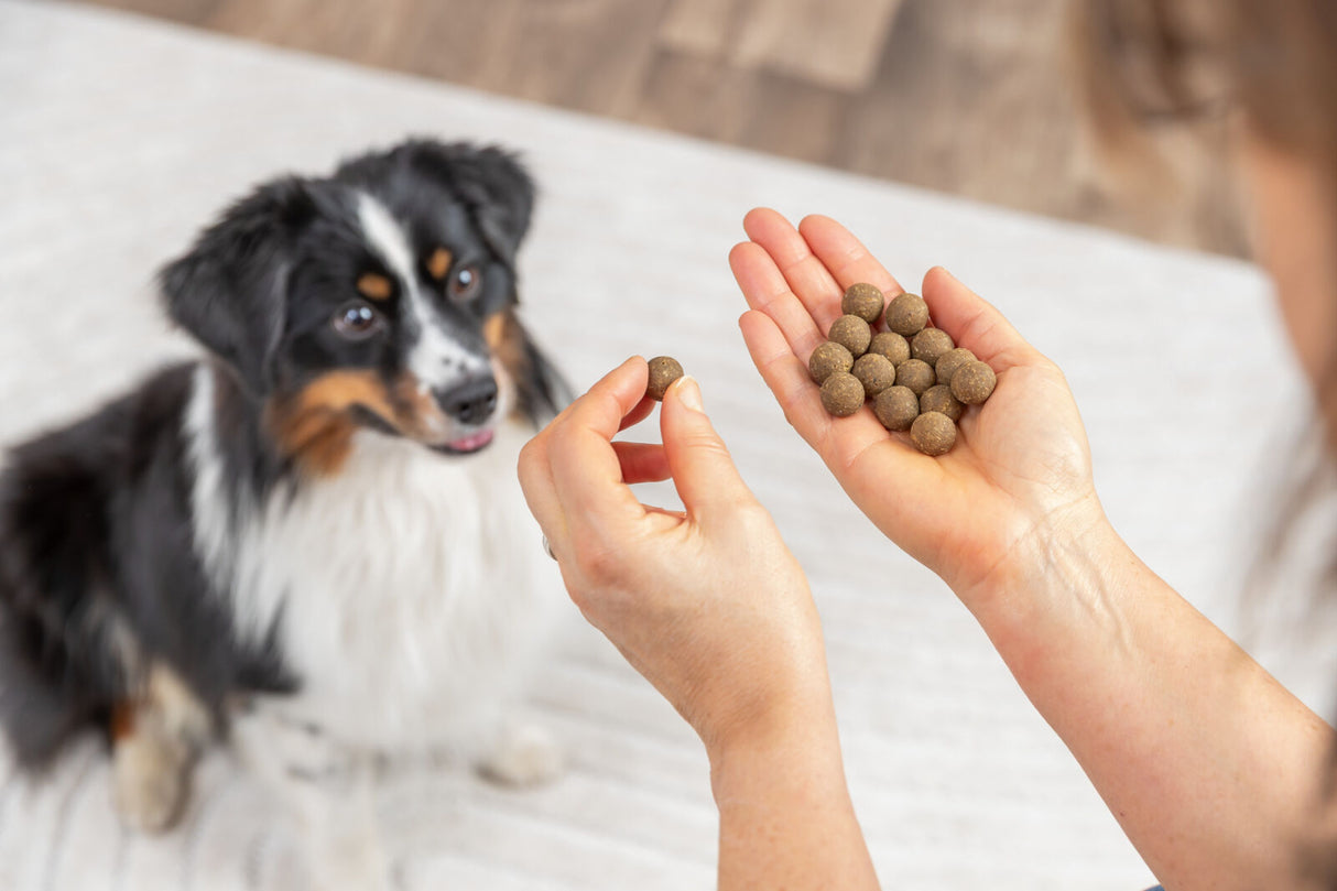Ein schwarz-weißer Hund schaut auf eine Hand mit mehreren braunen Leckerlis.