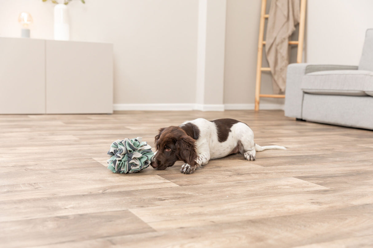 Kleiner Hund liegt auf einem Holzboden neben einem bunten Spielzeug in einem Wohnzimmer.