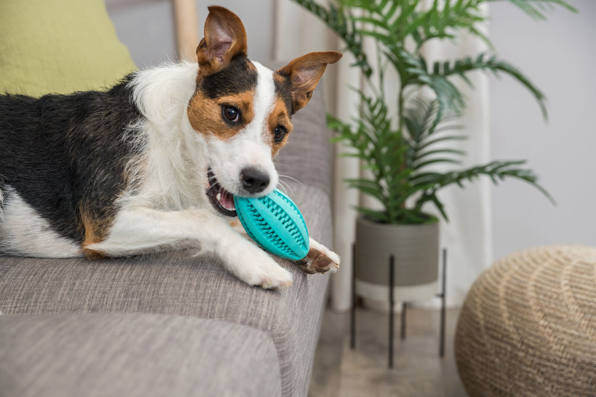 Hund mit braun-weißem Fell kaut auf einem blauen Spielzeug auf einem grauen Sofa, im Hintergrund eine grüne Pflanze.