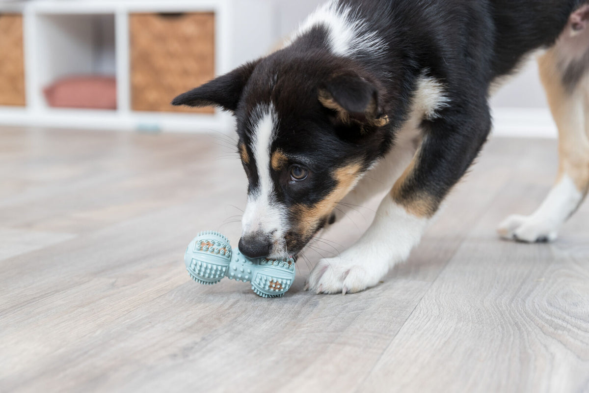 Ein junger Hund spielt auf einem Holzboden mit einem blauen Hundespielzeug in Knochenform.