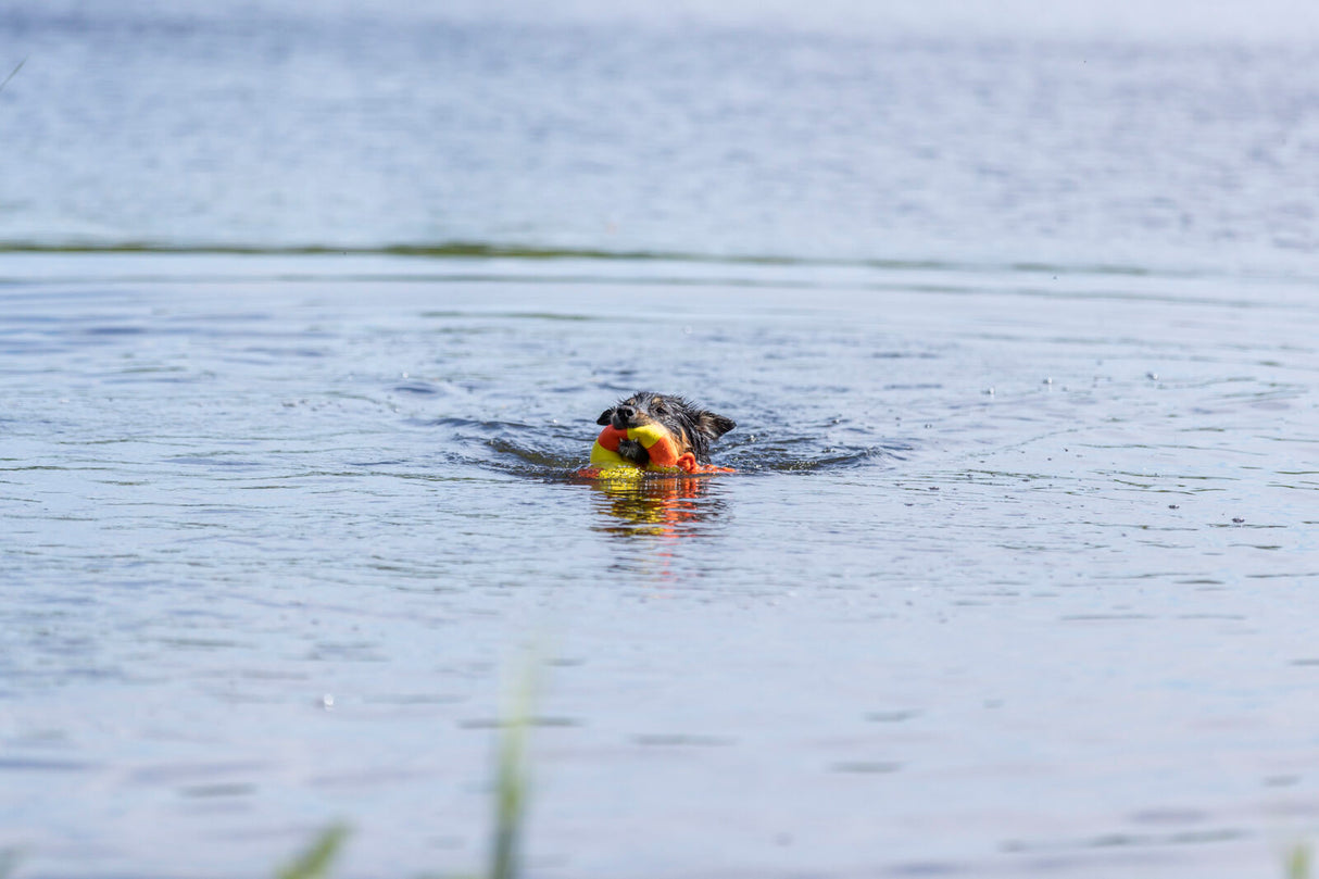 Hund schwimmt im Wasser und trägt ein buntes Spielzeug im Maul.