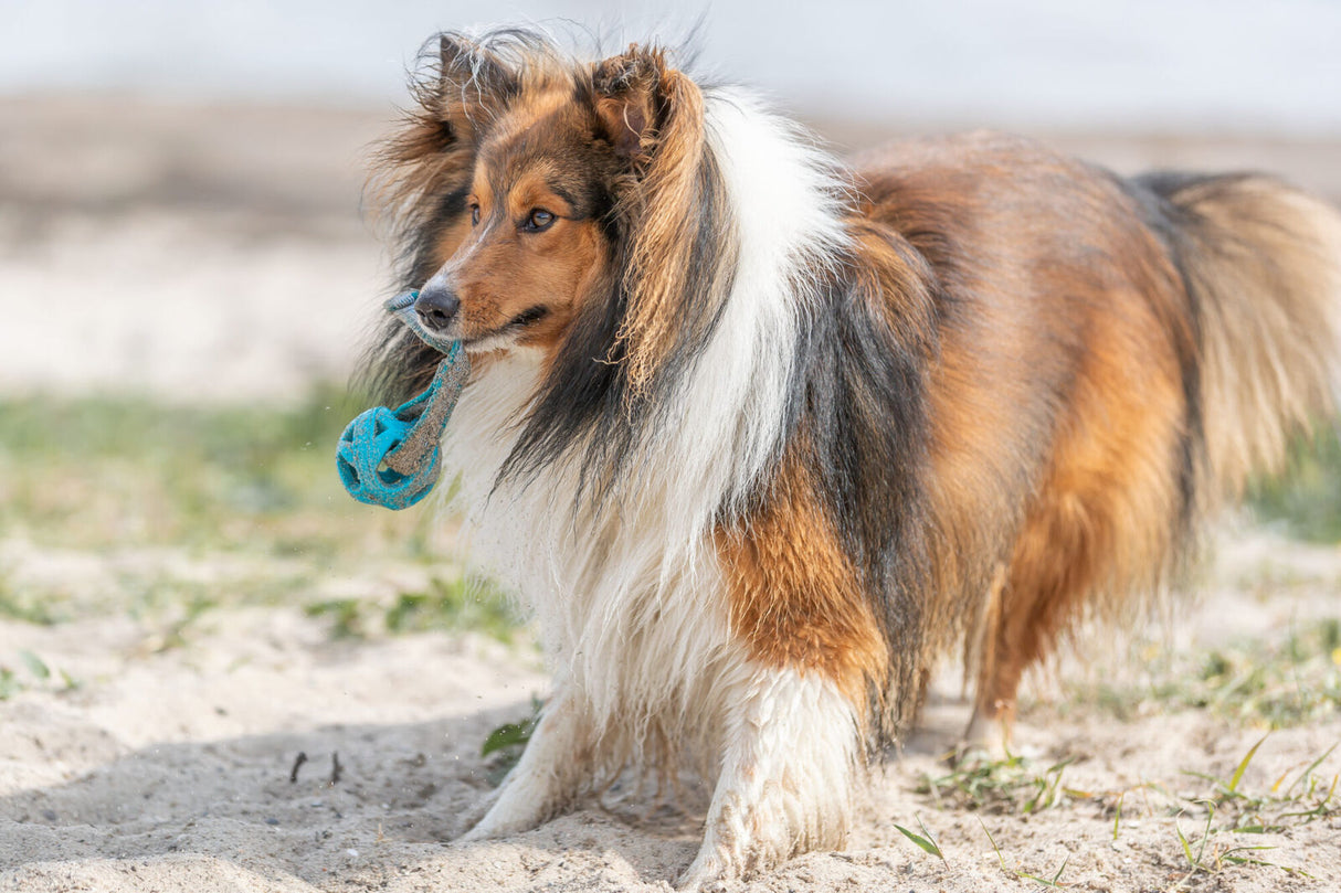 Ein Hund mit langem Fell hält ein blaues Spielzeug im Maul und steht auf sandigem Boden im Freien.