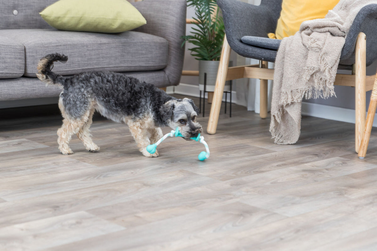 Ein kleiner Hund mit lockigem Fell trägt ein blau-weißes Spielzeug in einem Wohnzimmer mit Holzboden.