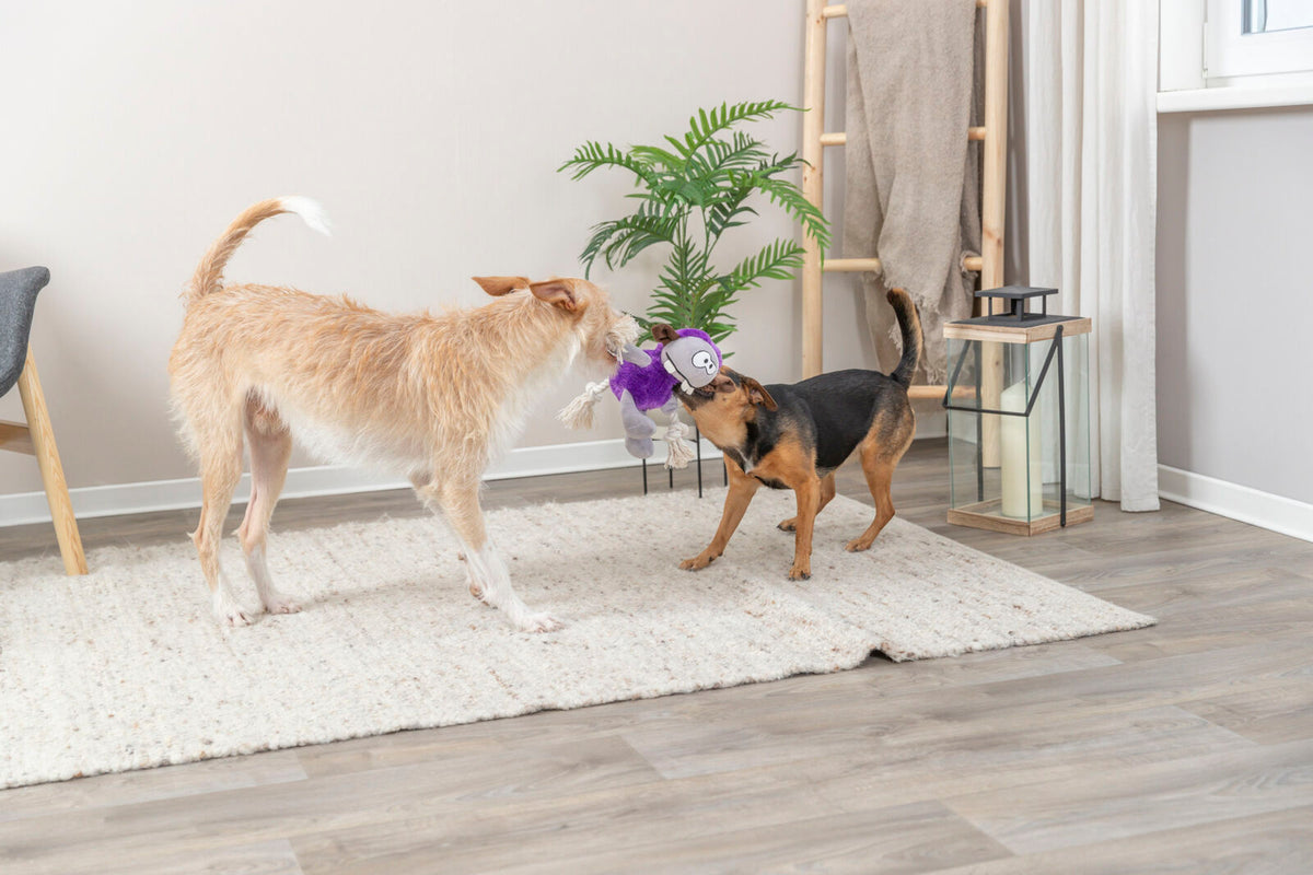 Zwei Hunde spielen in einem Wohnzimmer mit einem lila Plüschspielzeug, umgeben von einer Pflanze und einer Laterne.