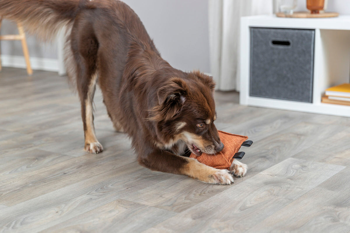Ein brauner Hund spielt auf einem Holzboden mit einem orangen Spielzeug, im Hintergrund ist ein Regal sichtbar.