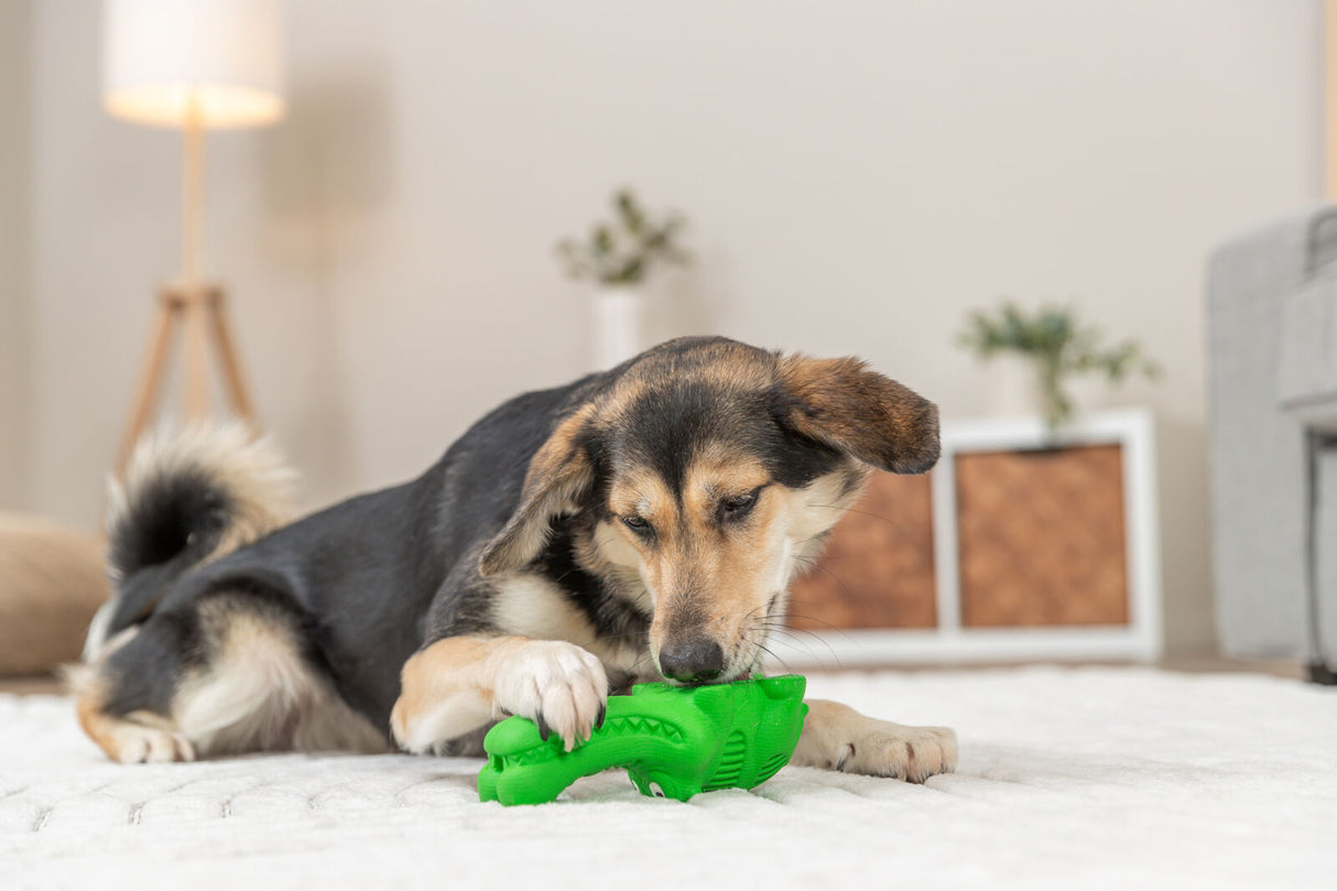 Hund mit schwarz-braunem Fell spielt mit grünem Spielzeug auf weißem Teppich in modernem Wohnzimmer.