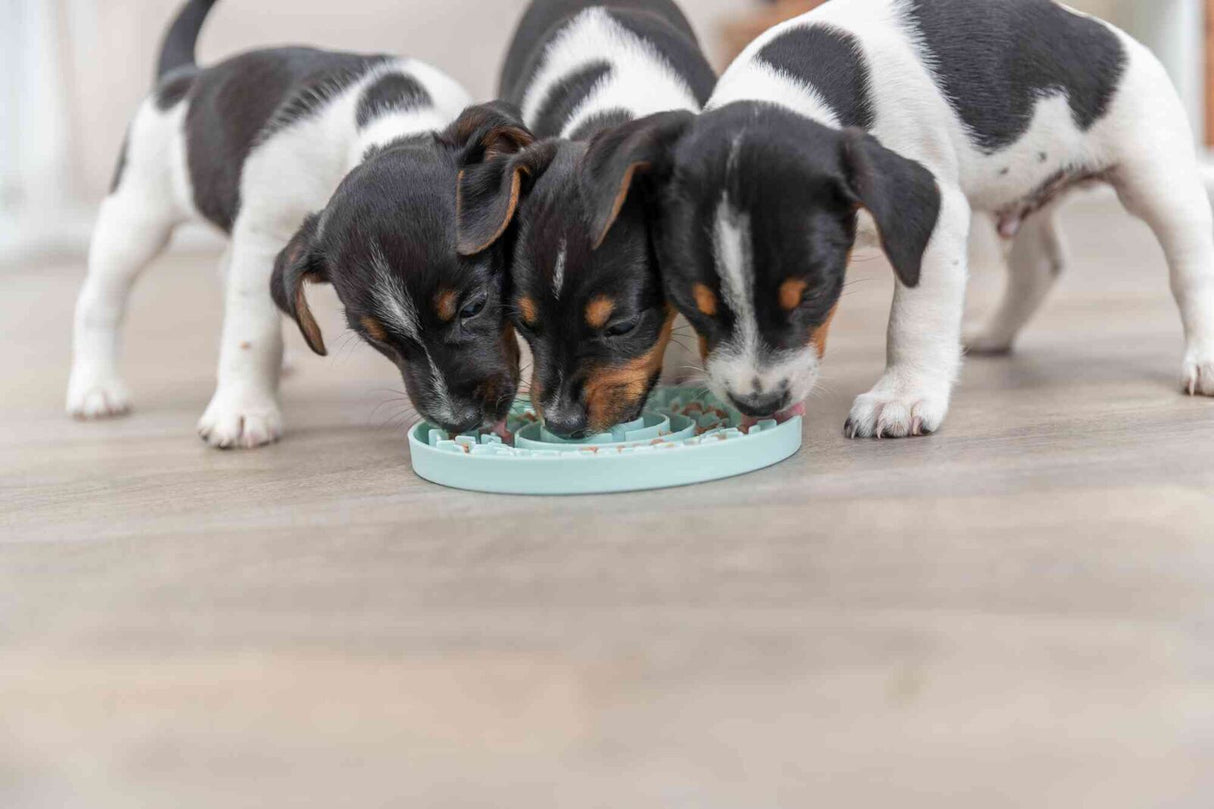 Drei schwarz-weiße Hundewelpen fressen aus einem hellblauen Napf auf einem Holzboden.