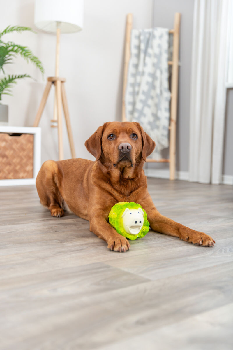 Ein brauner Hund liegt auf einem Holzboden und hält ein grünes Spielzeug im Raum mit Pflanzen und einem Ständer.