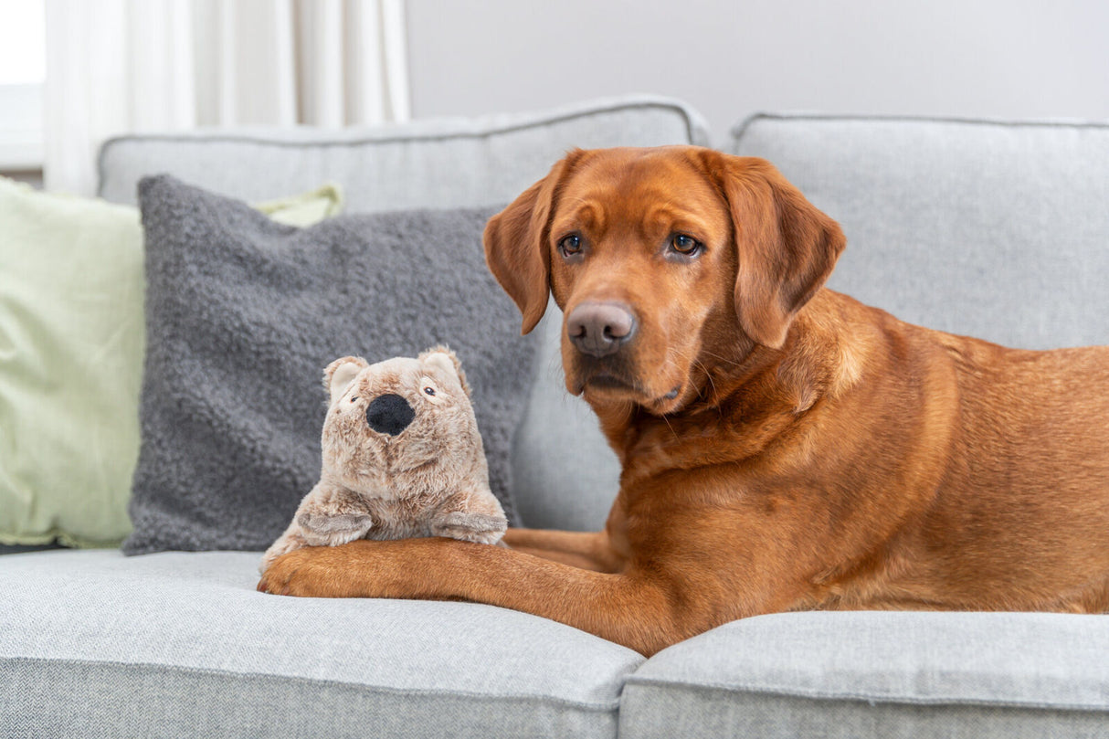 Ein brauner Hund liegt auf einem grauen Sofa und hat eine graue Plüschfigur neben sich, im Hintergrund sind Kissen.