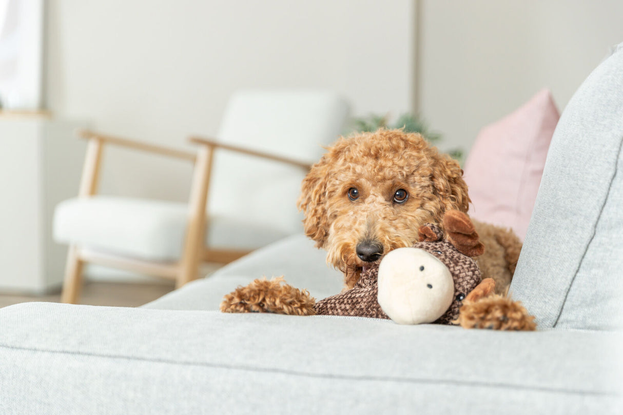 Kleiner Hund mit lockigem Fell hält ein Stoffspielzeug auf einem hellen Sofa fest.