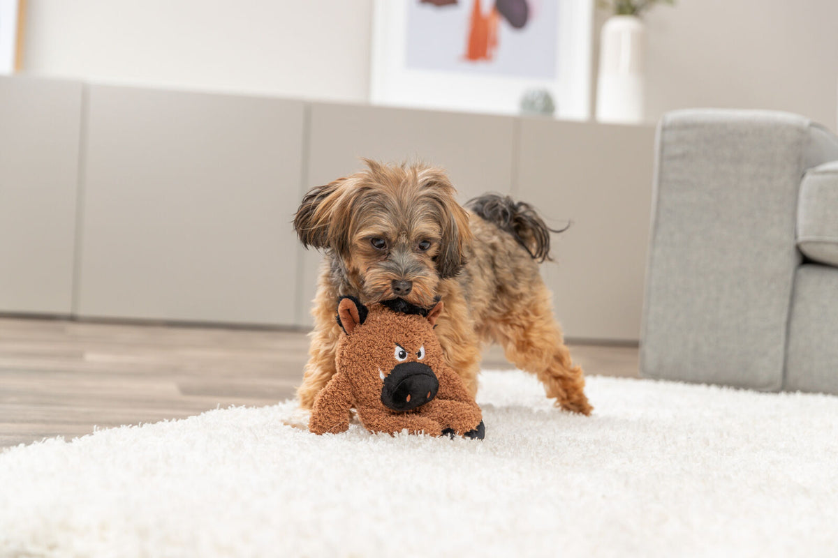 Ein kleiner Hund spielt auf einem weißen Teppich mit einem braunen Plüschtier in einem modern eingerichteten Wohnzimmer.