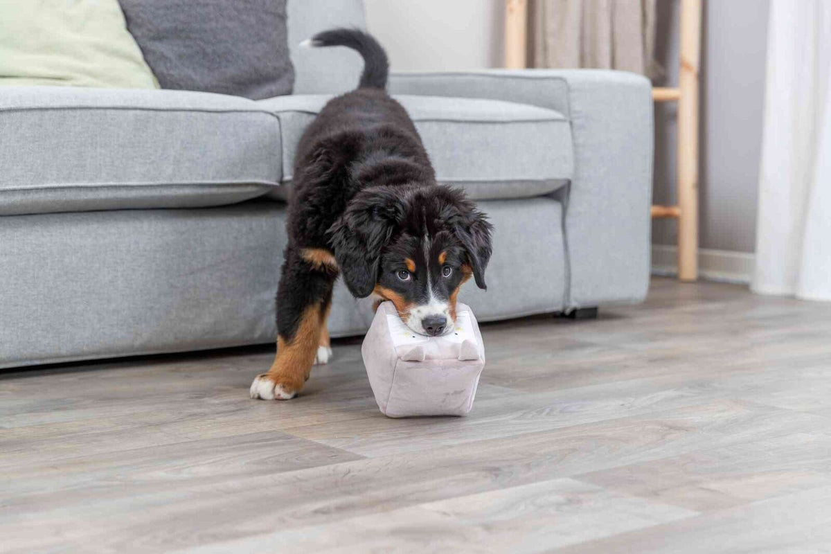 Ein kleiner Hund spielt auf einem Holzboden im Wohnzimmer mit einem weißen Stoffspielzeug, während er neben einem grauen Sofa steht.