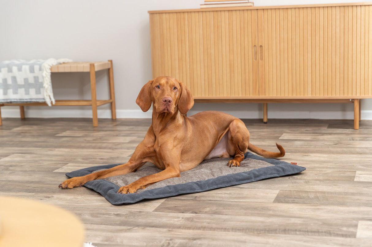 Ein brauner Hund liegt auf einem grauen Hundekissen auf einem Holzboden in einem Raum mit einem Holzschrank.