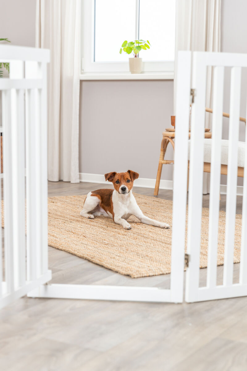 Hund liegt auf einem beigefarbenen Teppich vor einem Babygitter in einem hellen Wohnzimmer mit Fenster und Pflanzen.
