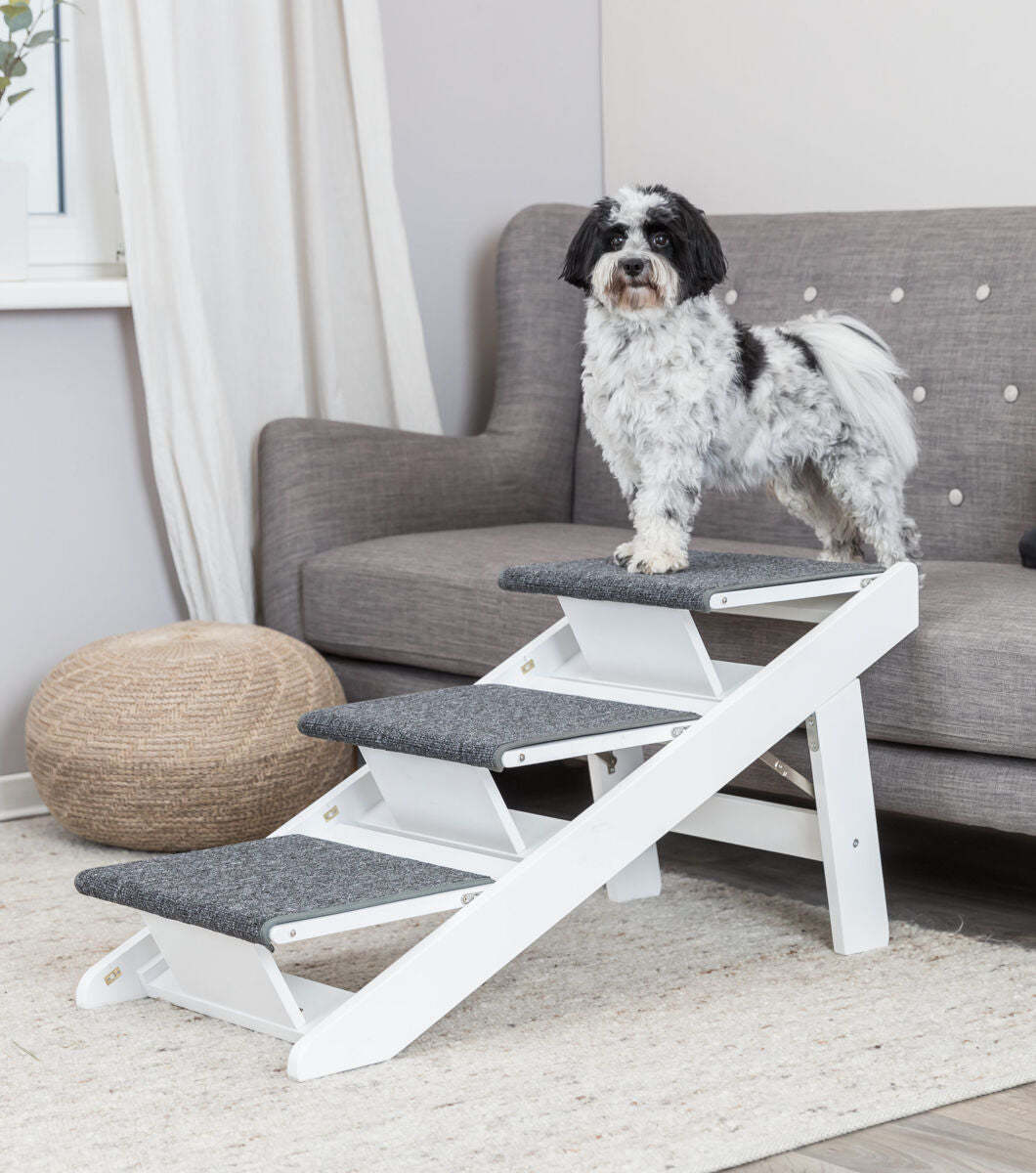 Ein kleiner, schwarz-weißer Hund steht auf einer weißen Treppe mit grauen Stufen vor einem grauen Sofa.