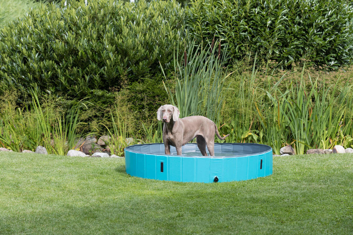 Ein grauer Hund steht in einem blauen, runden Hundepool auf einer grünen Wiese vor einer dichten Hecke.